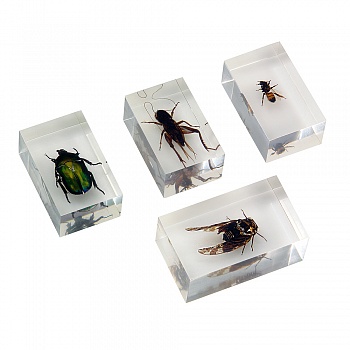 Набор насекомых для стерео-микроскопа 2 (Экспонаты в акриле)