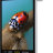 Макрообъектив Olloclip Macro 7x + 14x + 21x Essential Lenses для iPhone XR  - Макрообъектив Olloclip Macro для iPhone XR