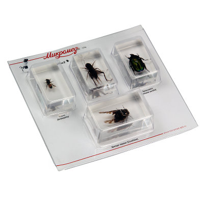 Набор насекомых для стерео-микроскопа 2 (Экспонаты в акриле)  Набор насекомых • В прозрачном акриле
